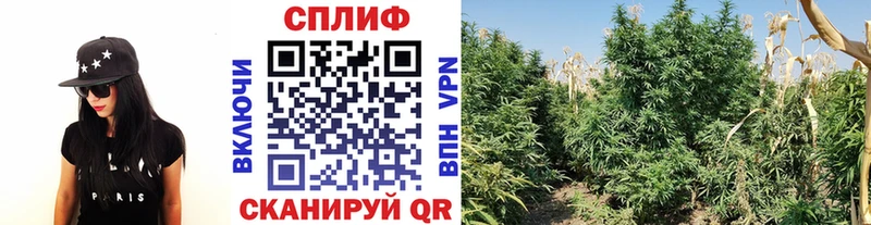 Купить Хотьково Бошки Шишки тримм